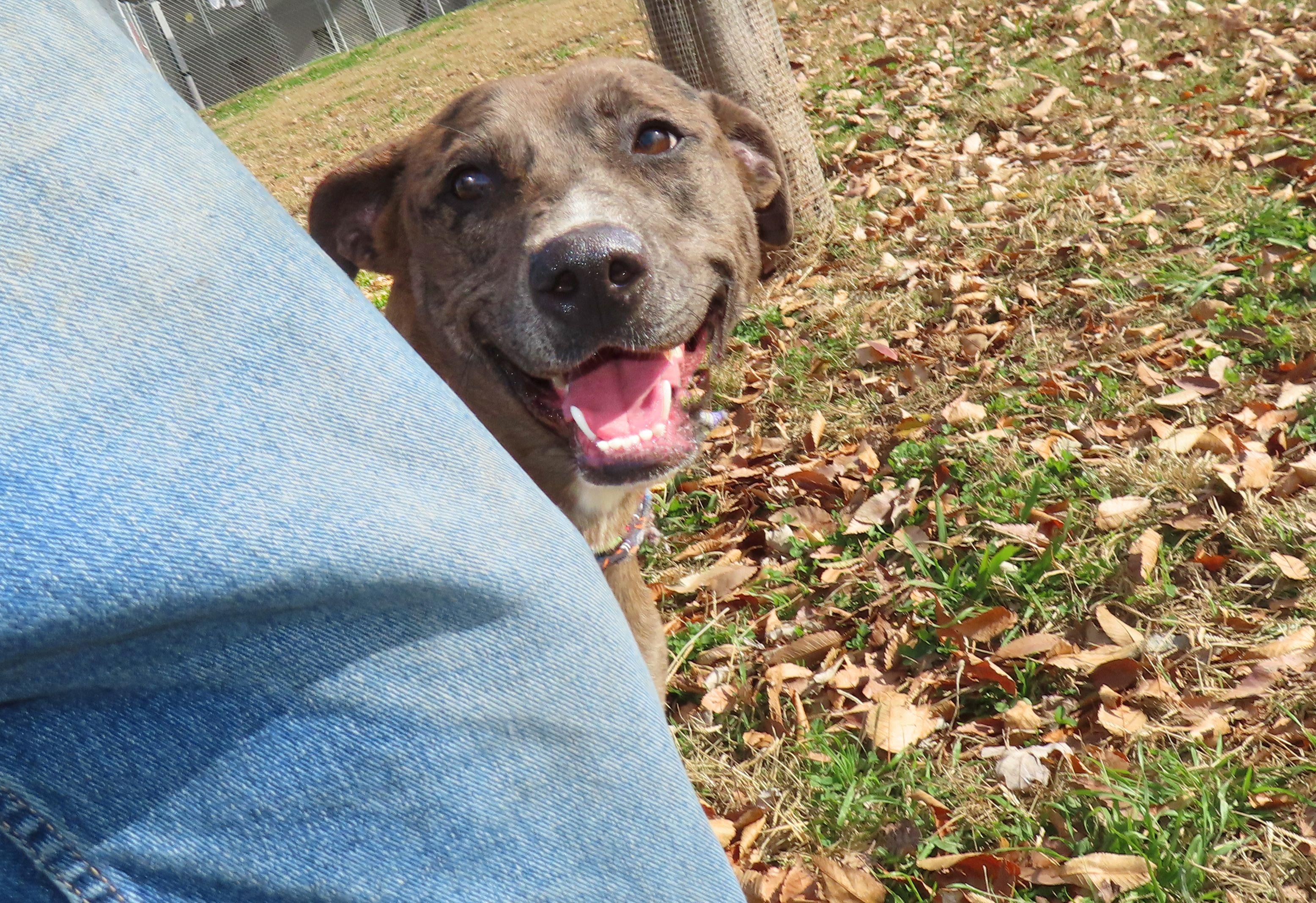 Enlarge Noelle  25C-301, a Adoptable Catahoula Leopard Dog in Rogers, AR image 4/5