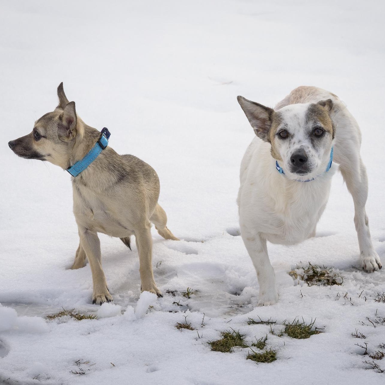Roxanne & Abigail - Bonded Pair