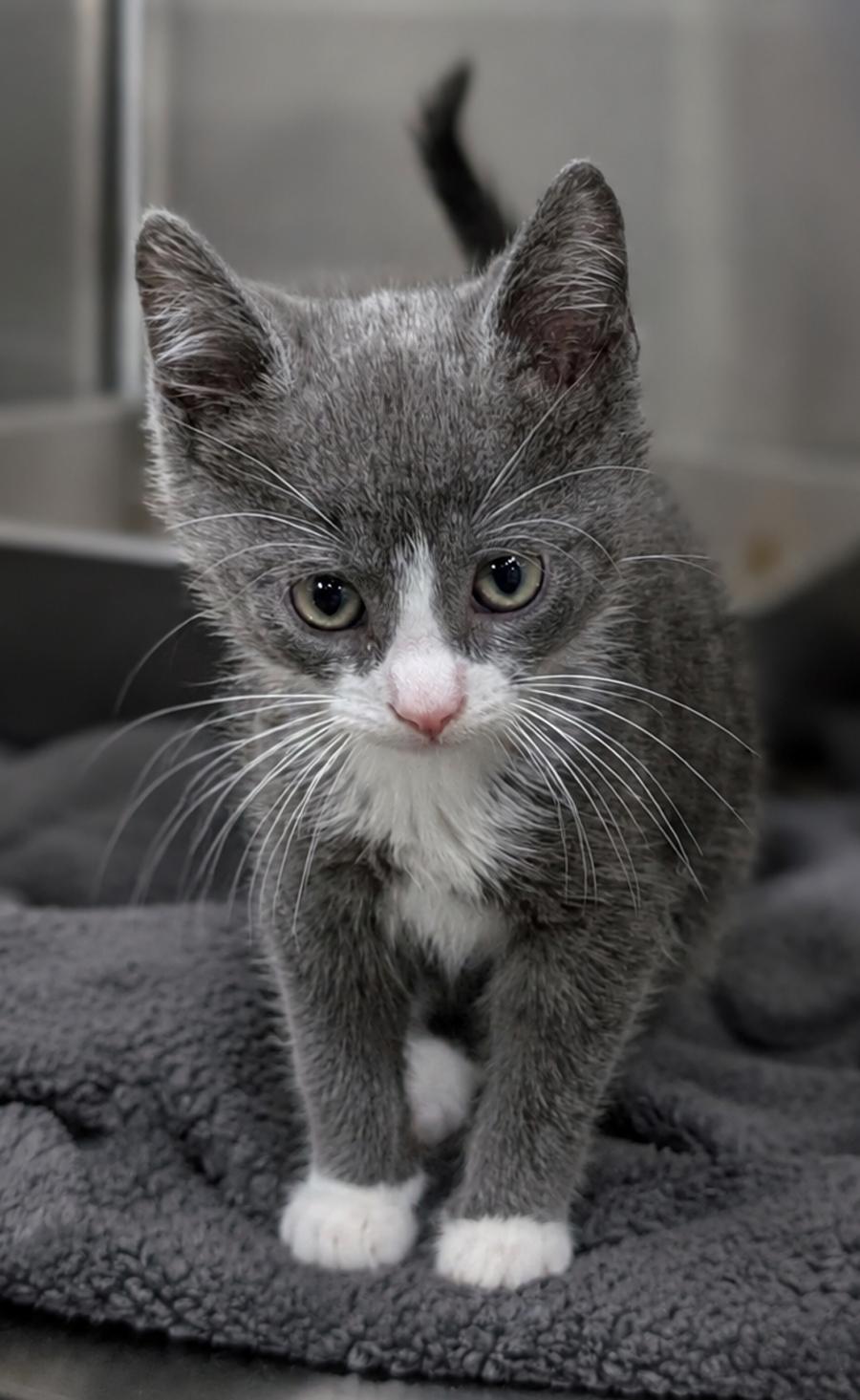 Enlarge Kitten Calamity, a Adopted Domestic Short Hair in Cuyahoga Falls, OH image 1/3