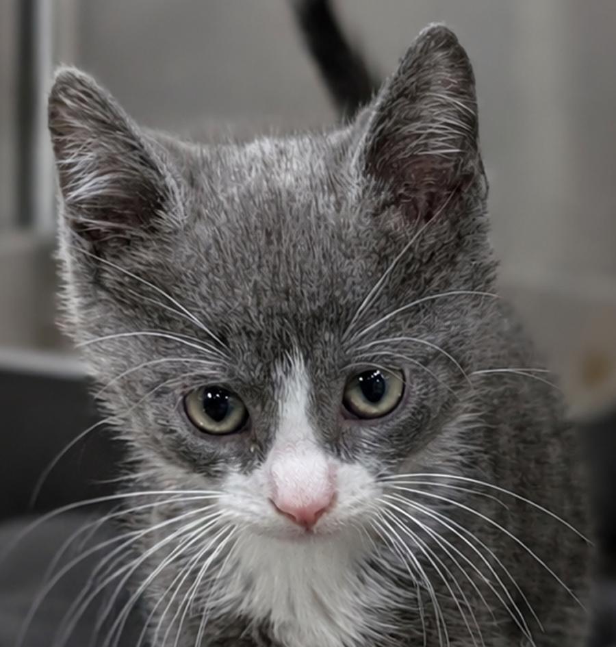 Enlarge Kitten Calamity, a Adopted Domestic Short Hair in Cuyahoga Falls, OH image 2/3