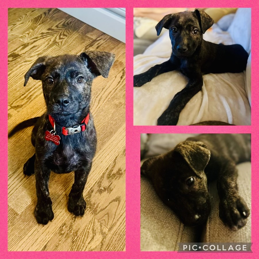 Elliana, an adopted Mountain Cur in Succasunna, NJ_image-1