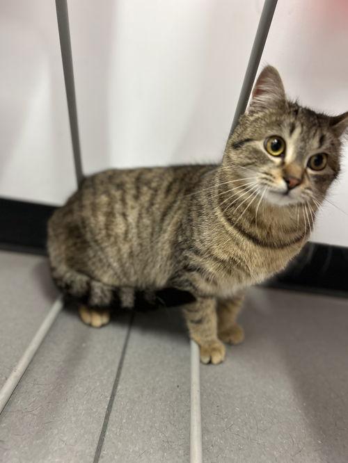 Enlarge Aries, a ADOPTABLE Domestic Short Hair in Mount Royal, NJ image 1/2