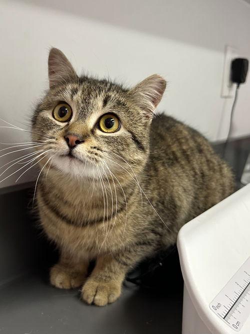 Enlarge Aries, a ADOPTABLE Domestic Short Hair in Mount Royal, NJ image 2/2