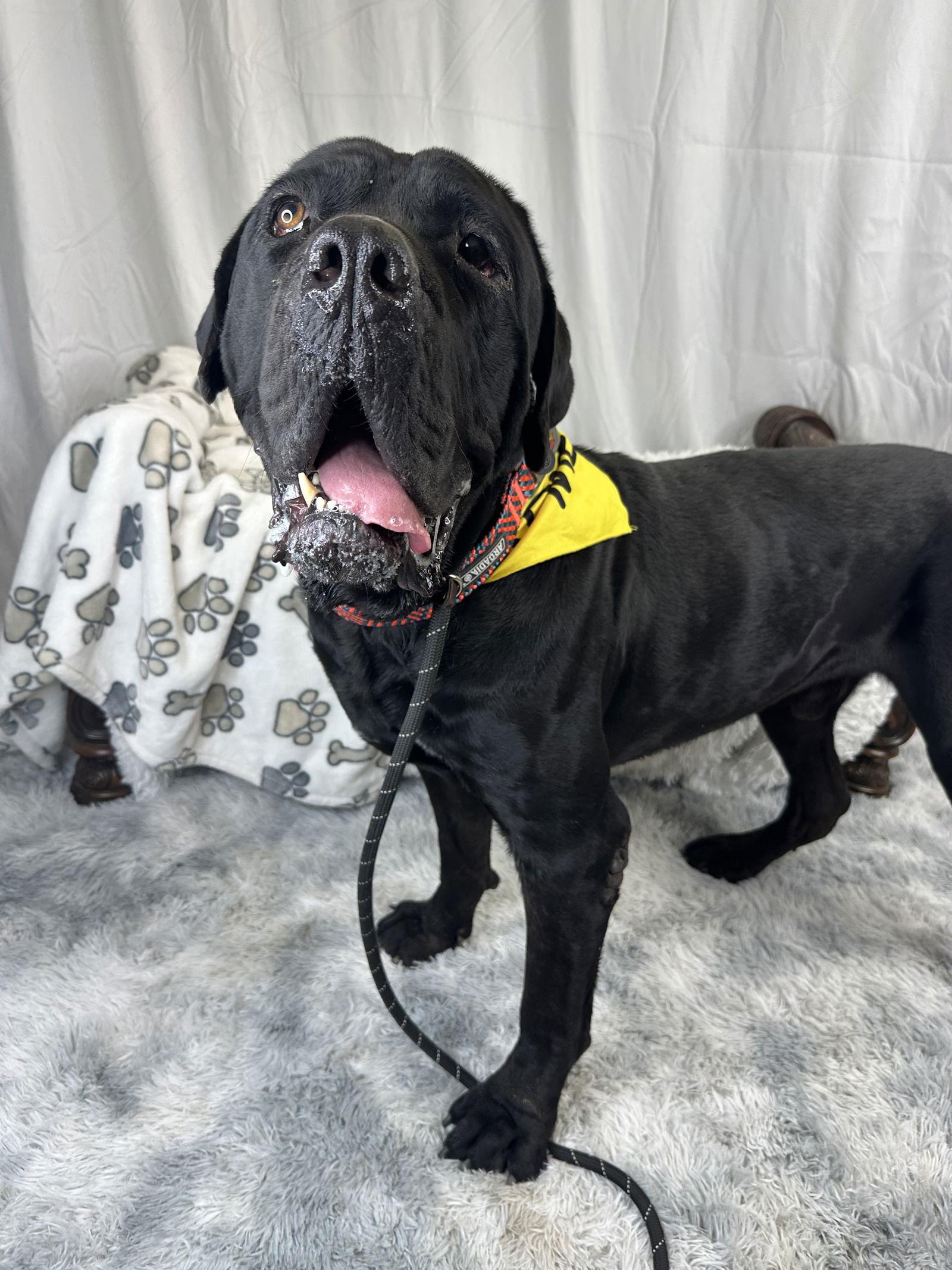 Enlarge Rex - ADOPTION PENDING, a Adoptable Cane Corso in Glendale, AZ image 1/3