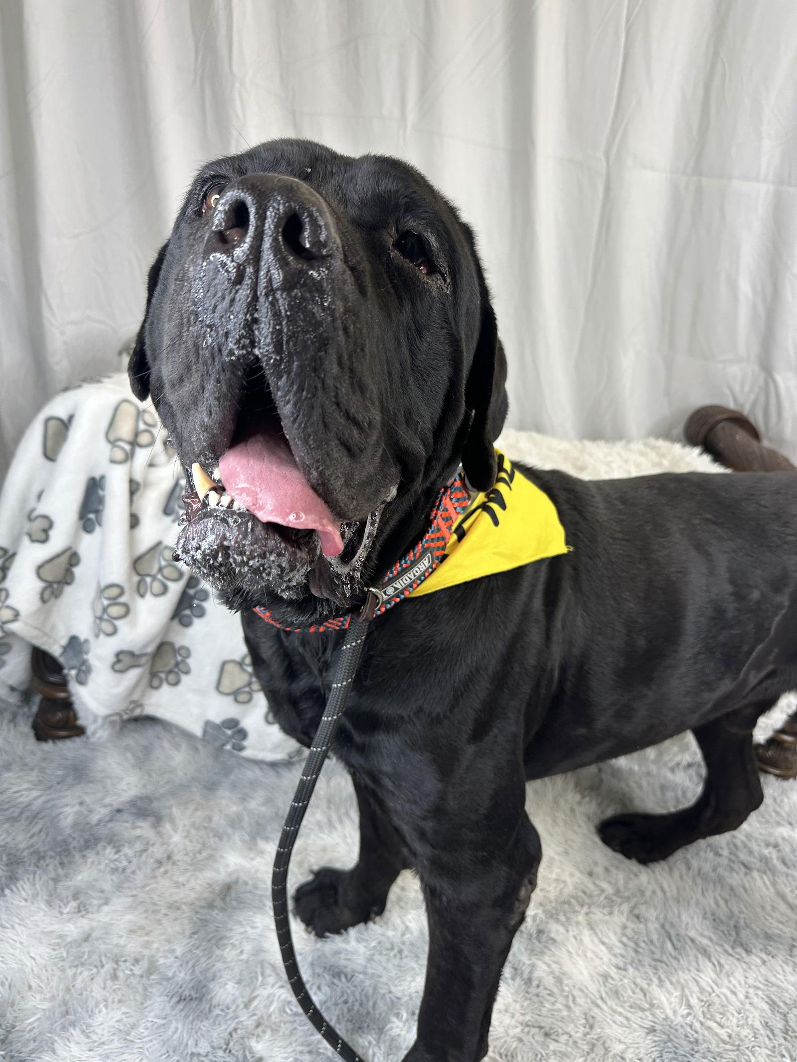 Enlarge Rex - ADOPTION PENDING, a Adoptable Cane Corso in Glendale, AZ image 2/3