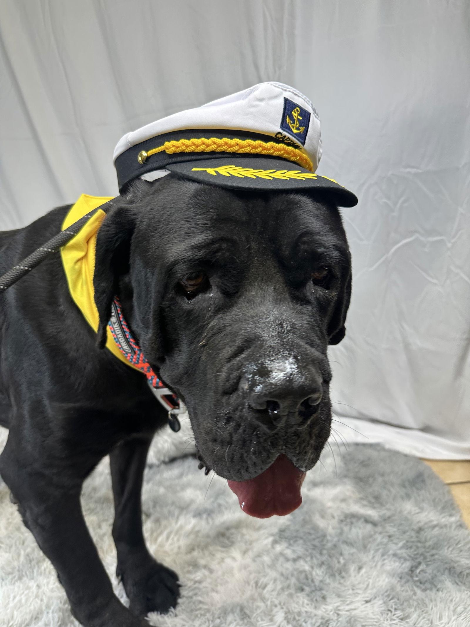 Enlarge Rex - ADOPTION PENDING, a Adoptable Cane Corso in Glendale, AZ image 3/3