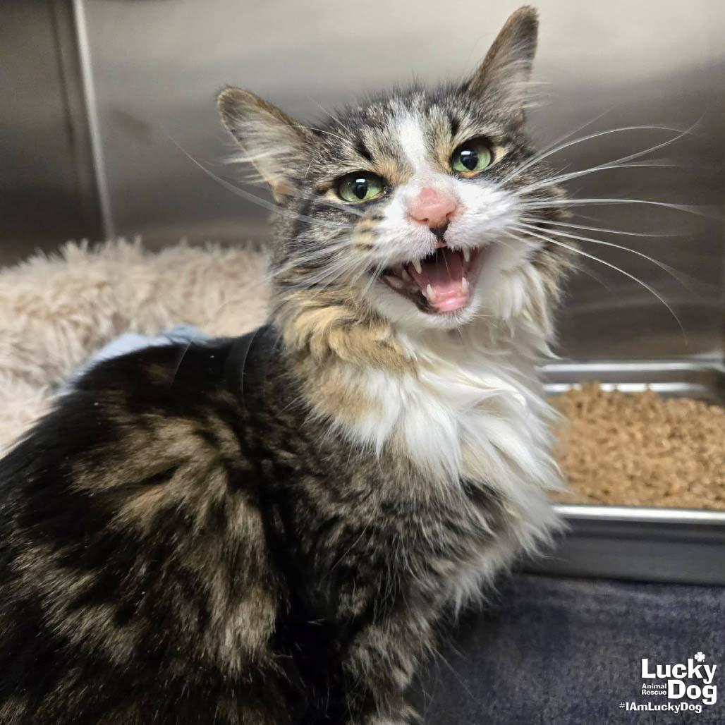 Miss Cleo, Adopted, Young Female Domestic Medium Hair.