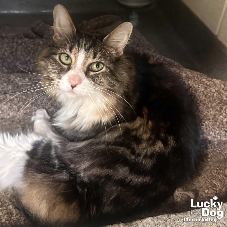 Miss Cleo, a Adopted Domestic Medium Hair in Washington, DC image 2/3