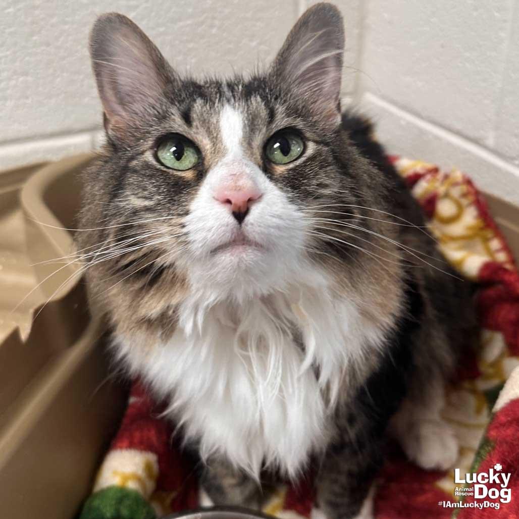 Miss Cleo, a Adopted Domestic Medium Hair in Washington, DC image 3/3