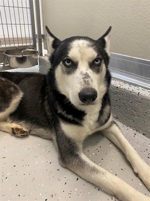 OREO, Adoptable, Adult Female Siberian Husky & Mixed Breed.
