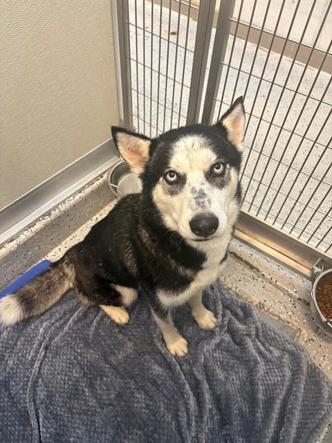 OREO, Adoptable, Adult Female Siberian Husky & Mixed Breed.
