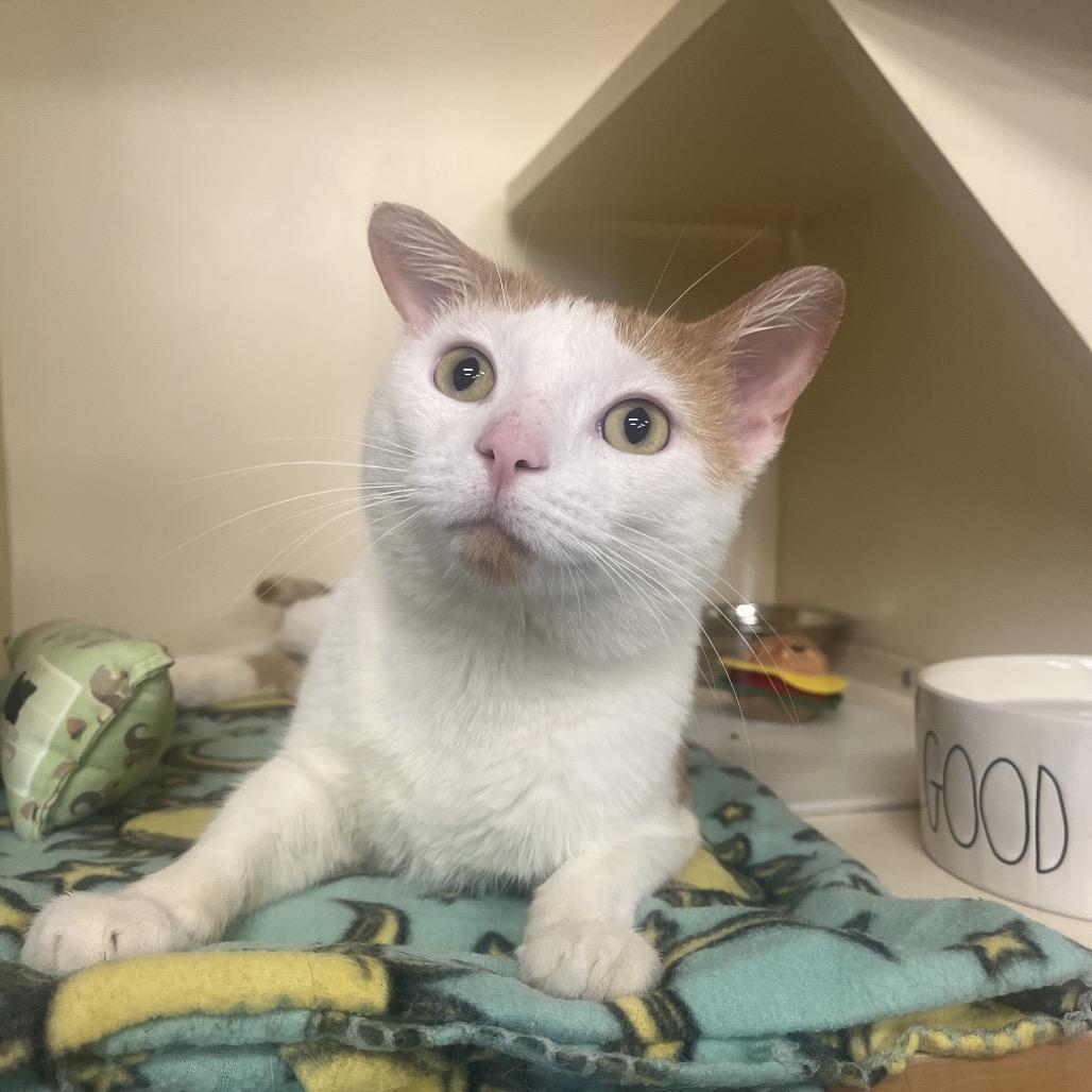 Christopher, Adoptable, Adult Male Domestic Short Hair.