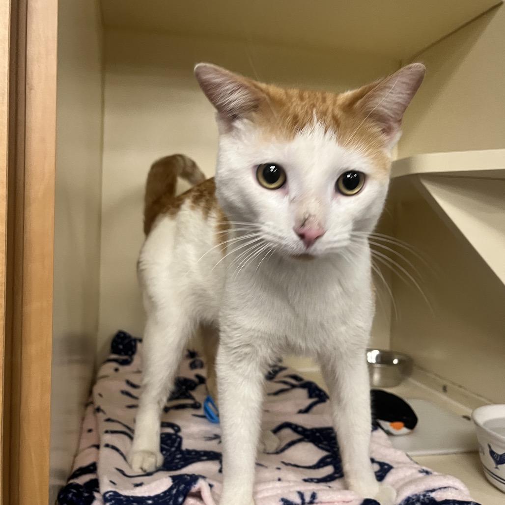 Christopher, Adoptable, Adult Male Domestic Short Hair.