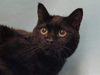 Enlarge Zoe, a Adoptable Domestic Short Hair in Golden Valley, MN image 1/1