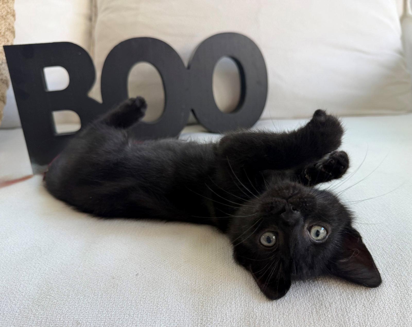 Boo26, Adoptable, Young Female Domestic Short Hair & Bombay.