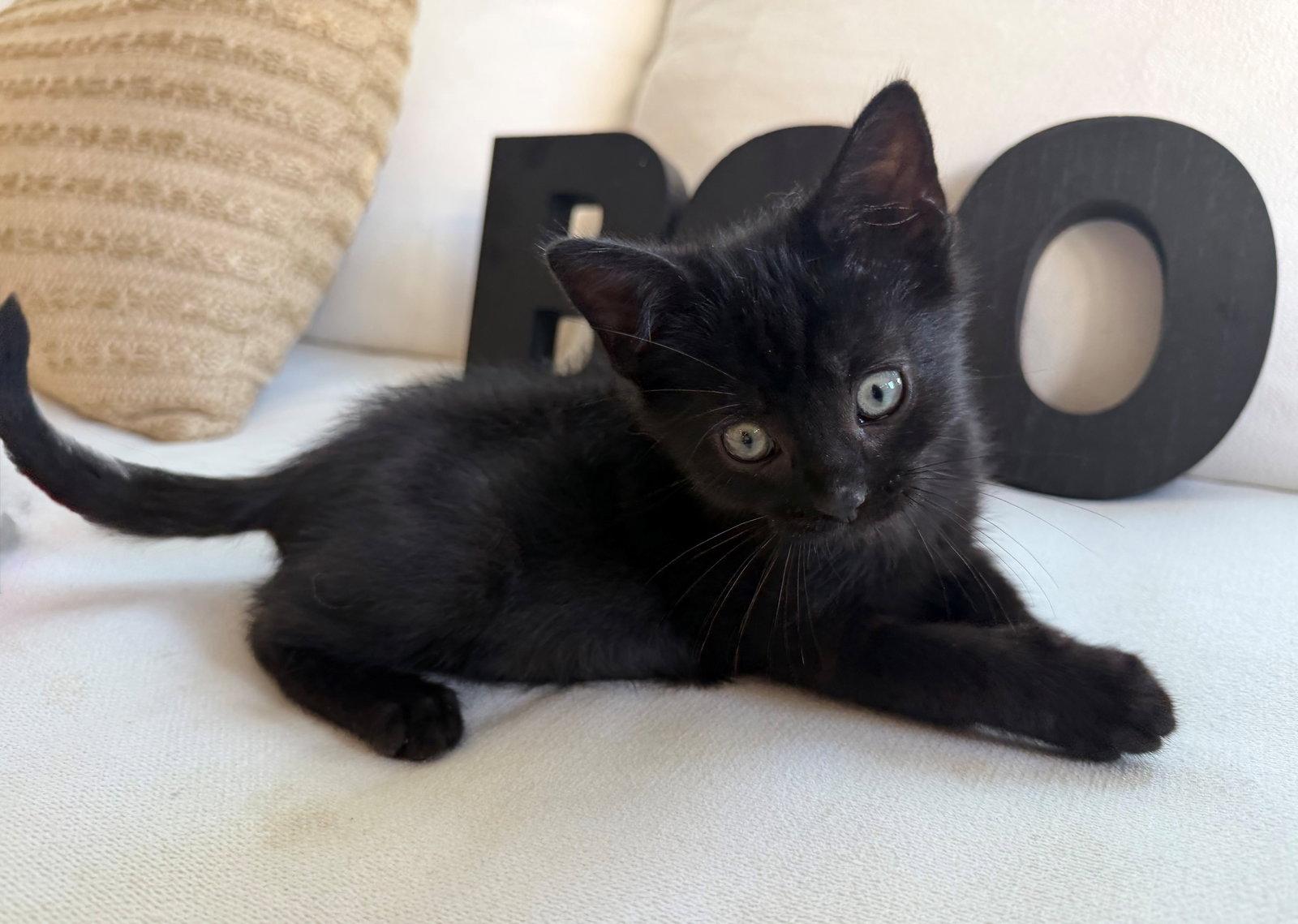 Enlarge Boo26, a Adoptable mixed breed in Nashville, TN image 2/3