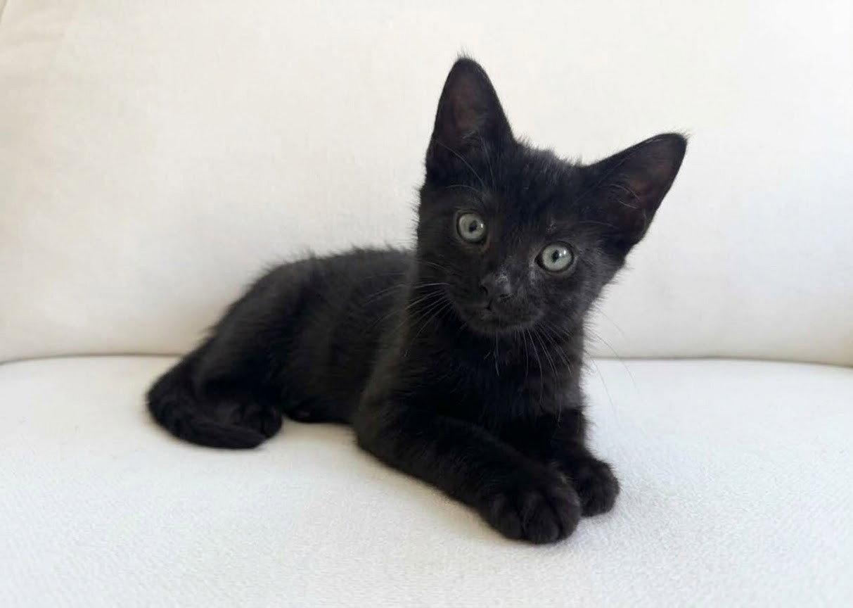 Enlarge Boo26, a Adoptable mixed breed in Nashville, TN image 3/3