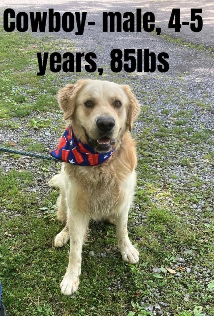 Enlarge Cowboy, a Adoptable Golden Retriever in Christiansburg, VA image 1/1