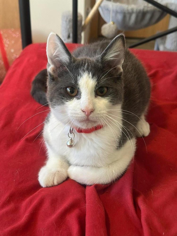 Junior, Adoptable, Kitten Male Domestic Short Hair & Russian Blue.