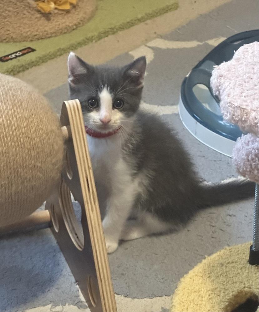 Enlarge Junior, a Adoptable mixed breed in Poplar Grove, IL image 3/6