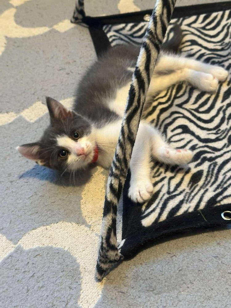 Enlarge Junior, a Adoptable mixed breed in Poplar Grove, IL image 4/6