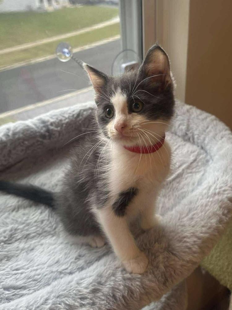 Enlarge Junior, a Adoptable mixed breed in Poplar Grove, IL image 5/6