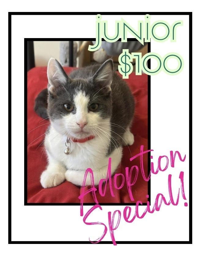 Enlarge Junior, a Adoptable mixed breed in Poplar Grove, IL image 6/6