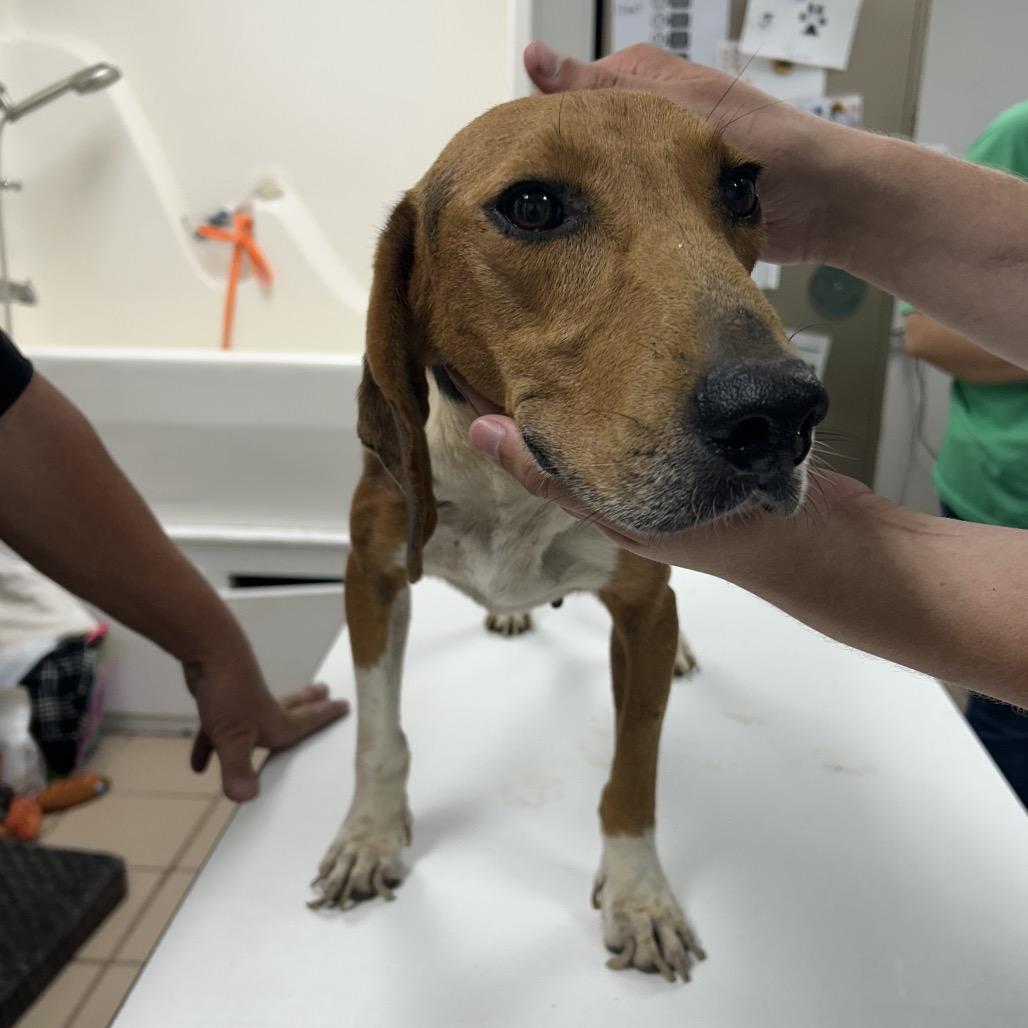 Bristol, Adoptable, Senior Male Beagle.