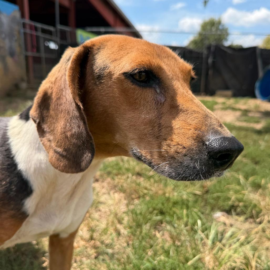Enlarge Bristol, a Adoptable Beagle in West Point, MS image 2/4