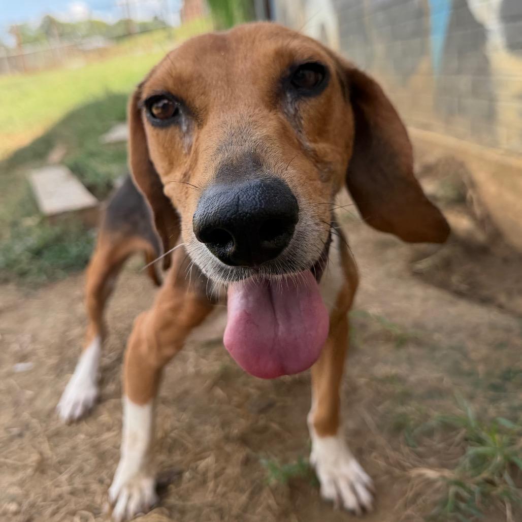 Enlarge Bristol, a Adoptable Beagle in West Point, MS image 3/4
