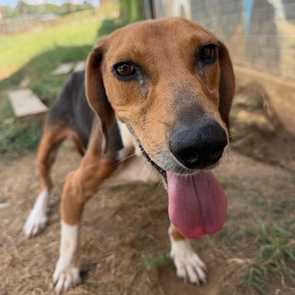 Enlarge Bristol, a Adoptable Beagle in West Point, MS image 4/4