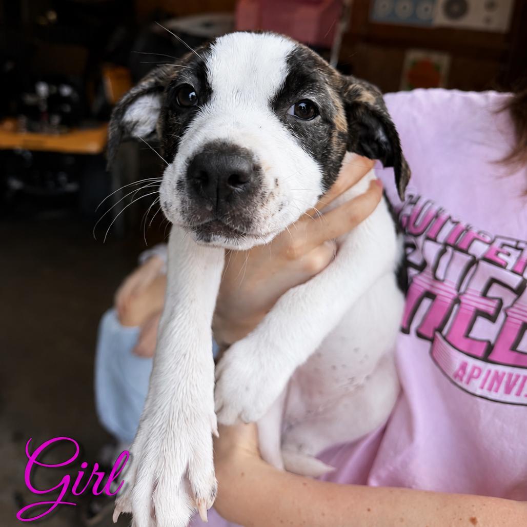 Enlarge Dottie, a Adoptable mixed breed in Northville, MI image 2/2