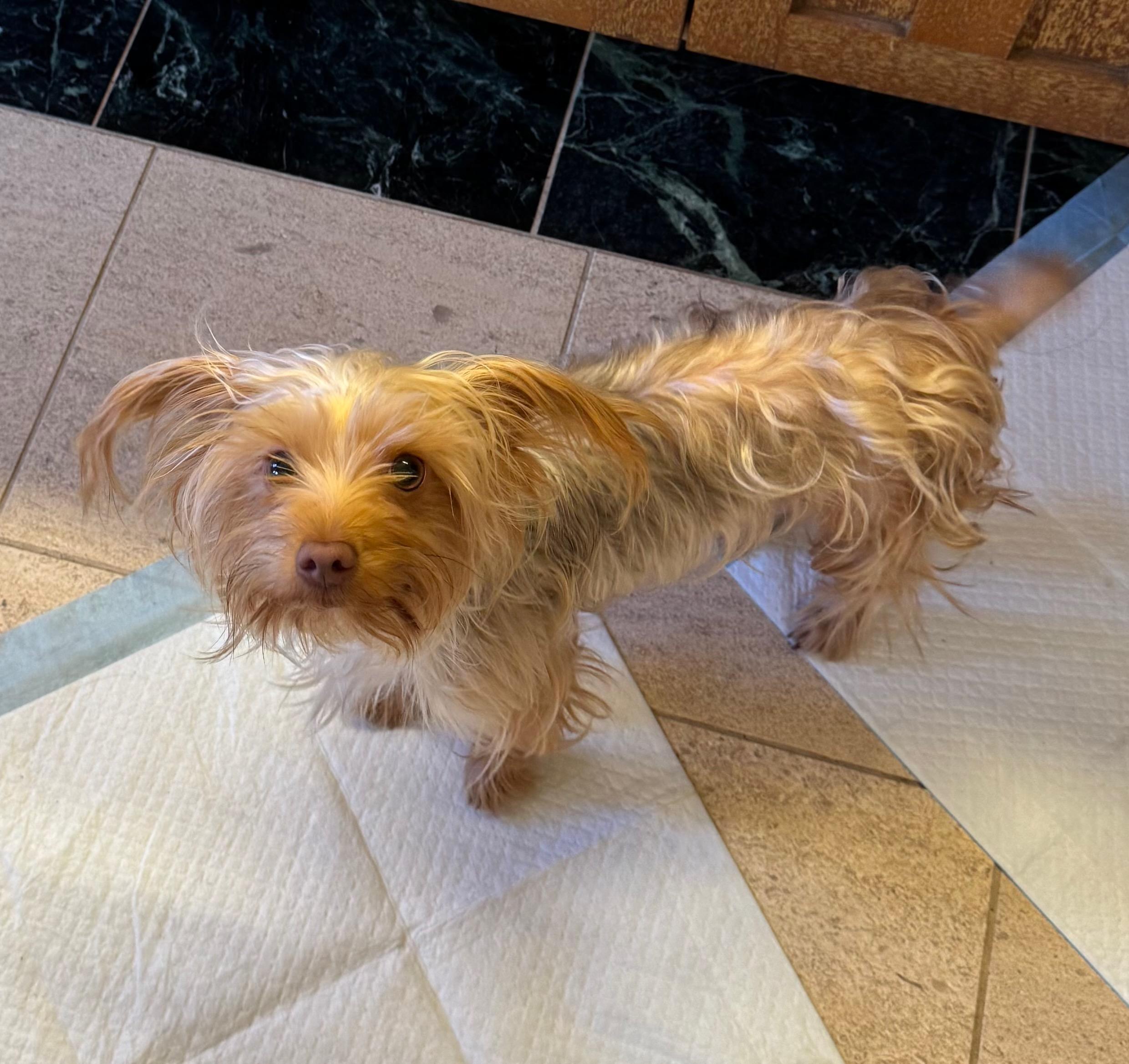 Enlarge Chocolate, an adopted Yorkshire Terrier in Cedar City, UT image 1/1