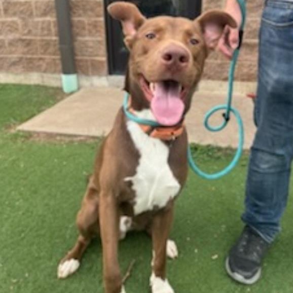 Elmer, a Adoptable mixed breed in Quincy, IL image 4/5