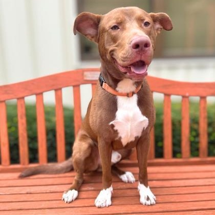 Elmer, a Adoptable mixed breed in Quincy, IL image 1/5