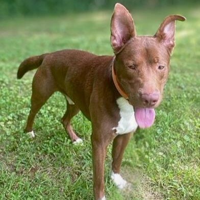 Elmer, a Adoptable mixed breed in Quincy, IL image 2/5