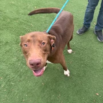 Elmer, a Adoptable mixed breed in Quincy, IL image 5/5