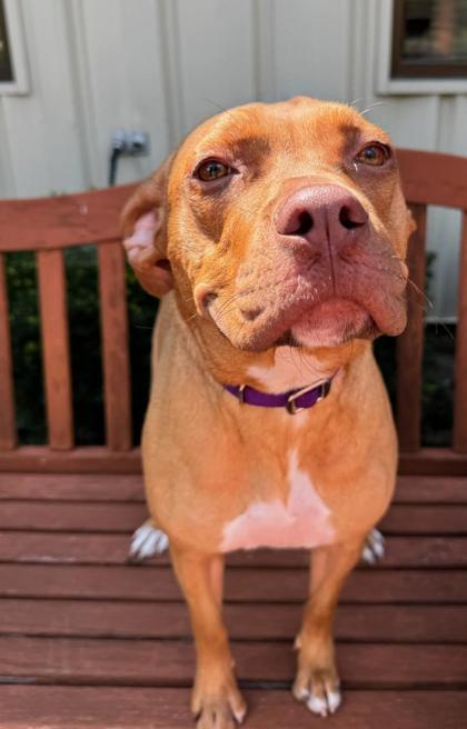 Elmer, a Adoptable mixed breed in Quincy, IL image 3/5