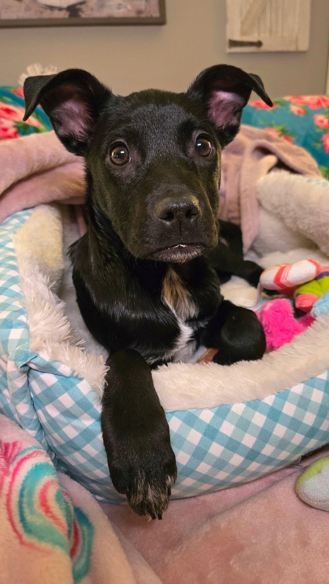 Miss Happy, a Adoptable mixed breed in Columbia, MD image 1/3