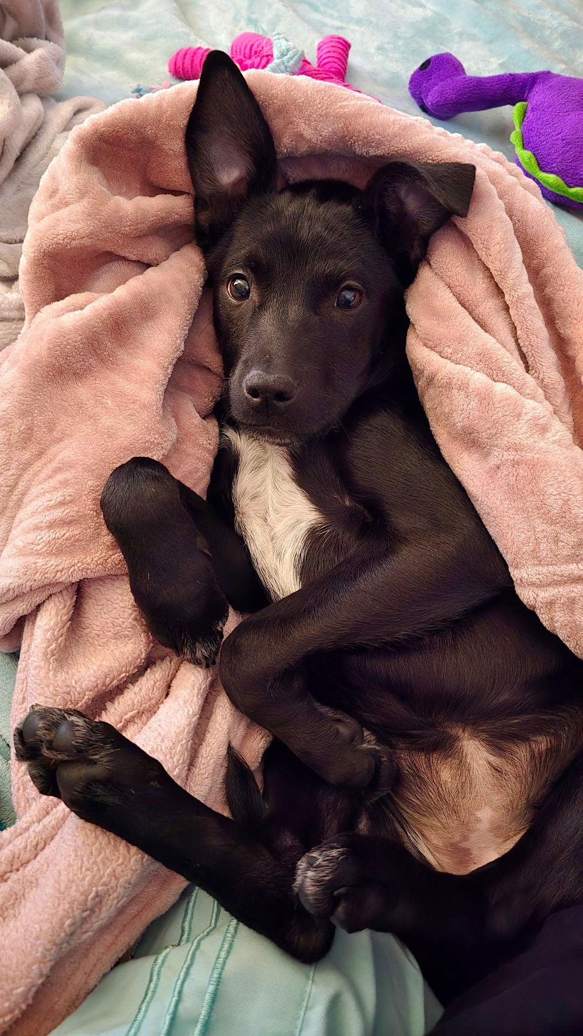 Miss Happy, a Adoptable mixed breed in Columbia, MD image 2/3