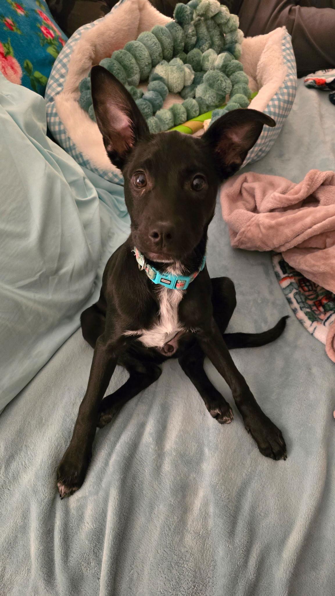 Miss Happy, a Adoptable mixed breed in Columbia, MD image 3/3