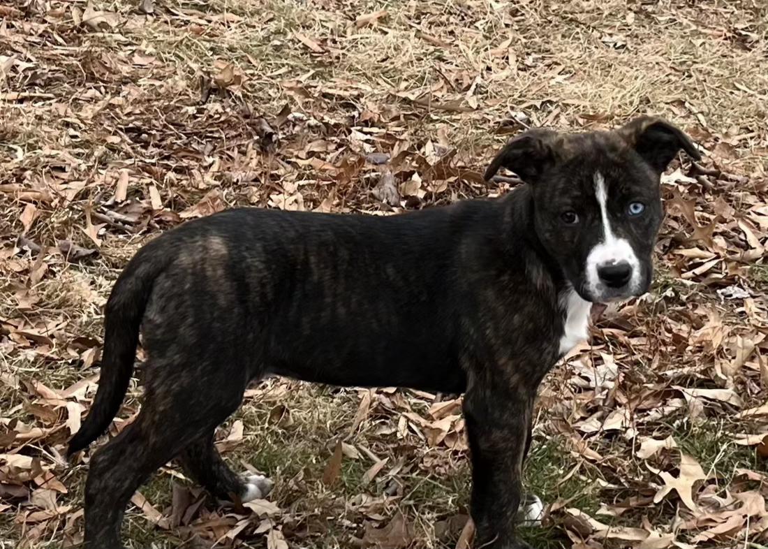 Enlarge Cider, a ADOPTABLE mixed breed in Ellicott City, MD image 2/3