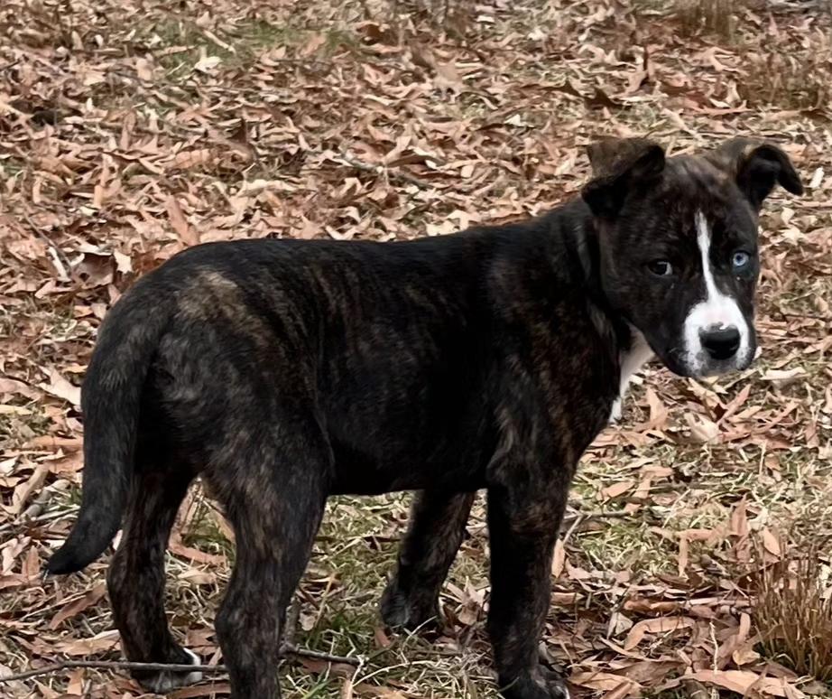 Enlarge Cider, a ADOPTABLE mixed breed in Ellicott City, MD image 3/3