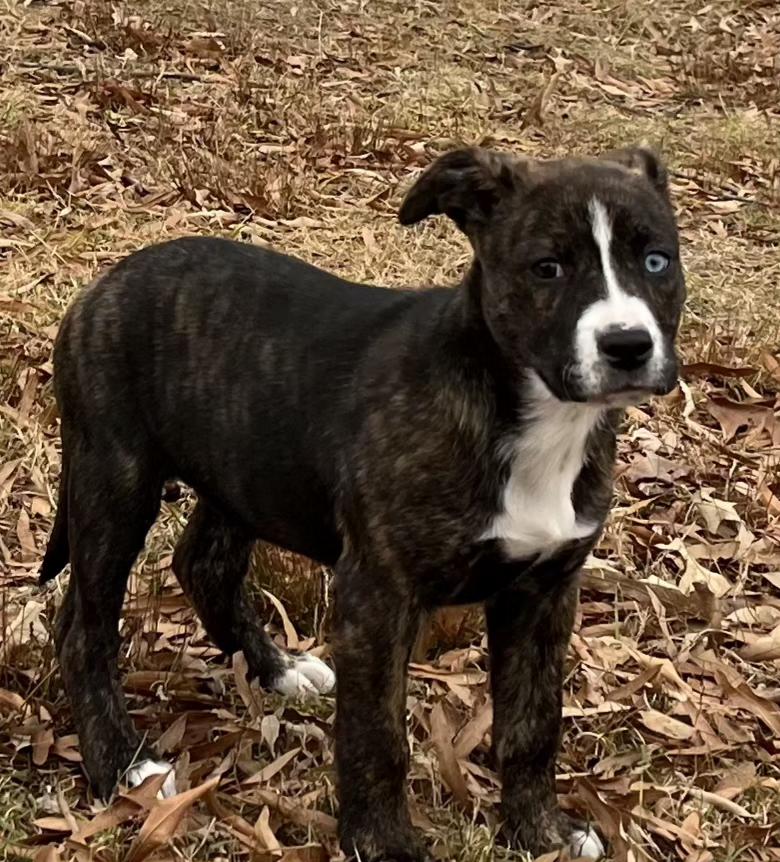 Enlarge Cider, a ADOPTABLE mixed breed in Ellicott City, MD image 1/3
