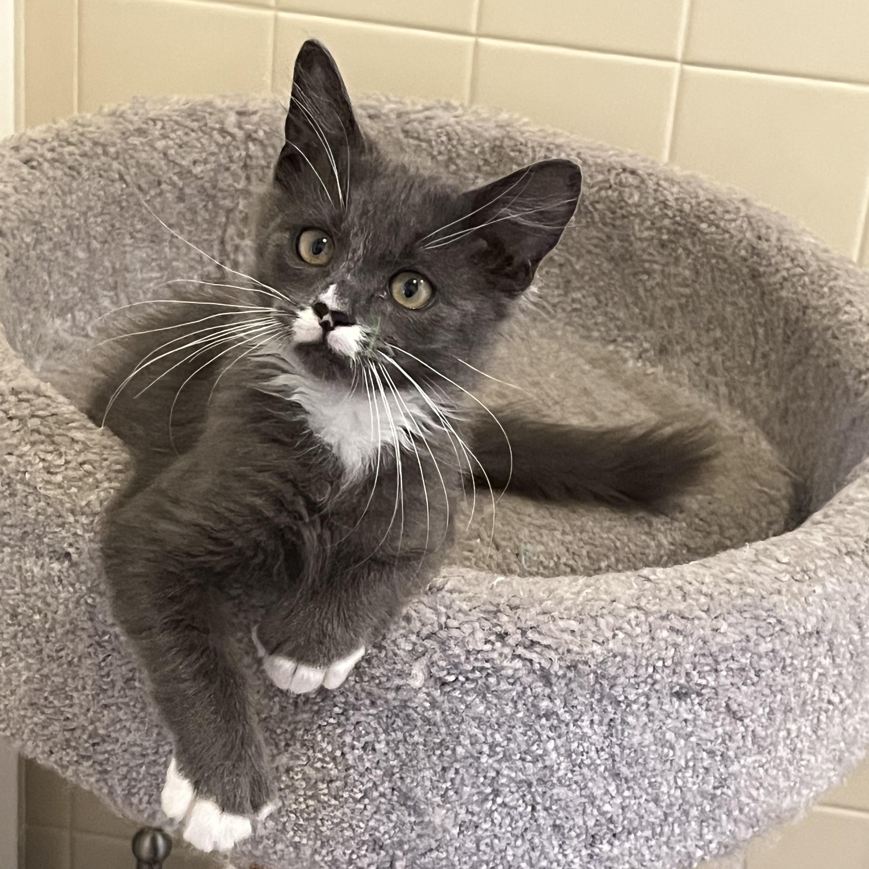 Enlarge Polly, a Adoptable mixed breed in North Hollywood, CA image 3/5