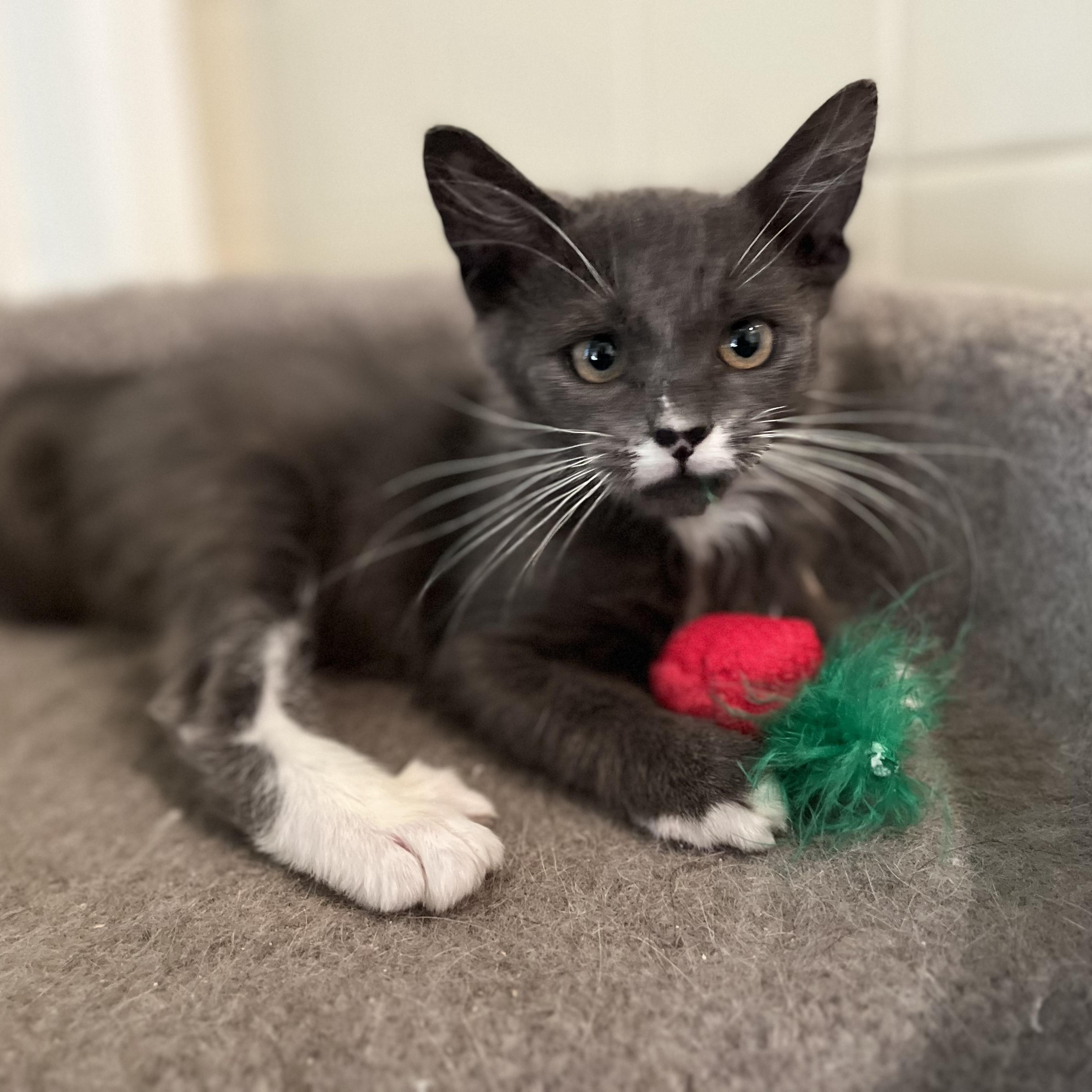 Enlarge Polly, a Adoptable mixed breed in North Hollywood, CA image 4/5