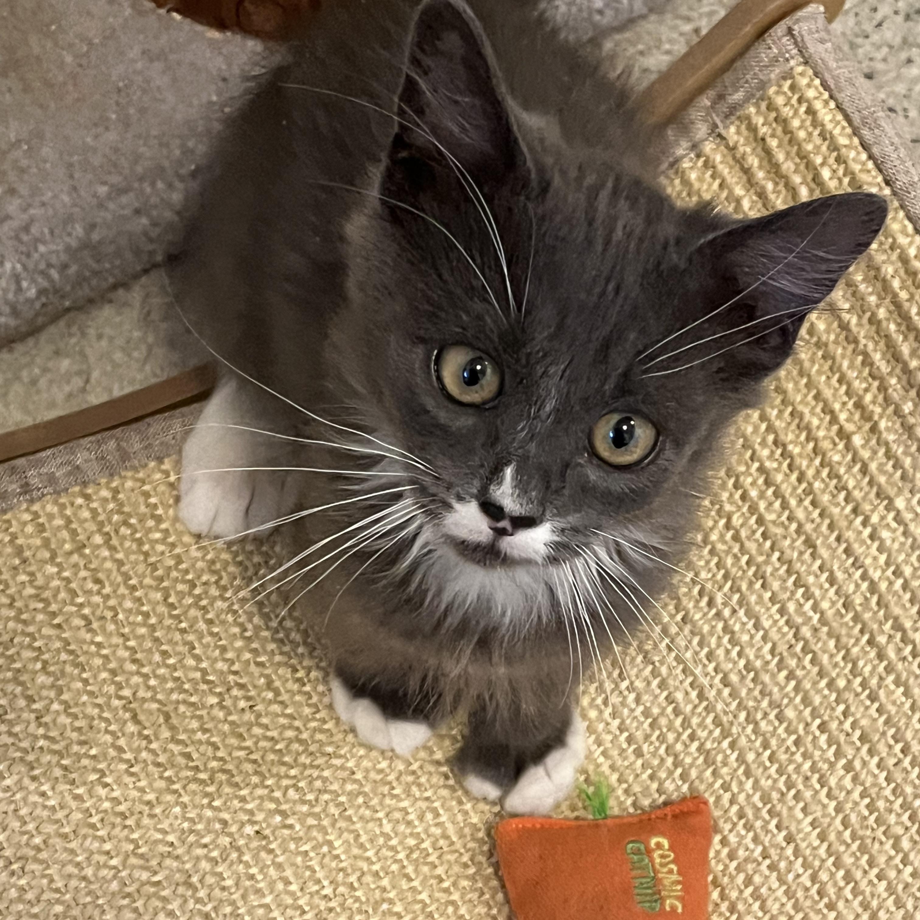 Enlarge Polly, a Adoptable mixed breed in North Hollywood, CA image 5/5