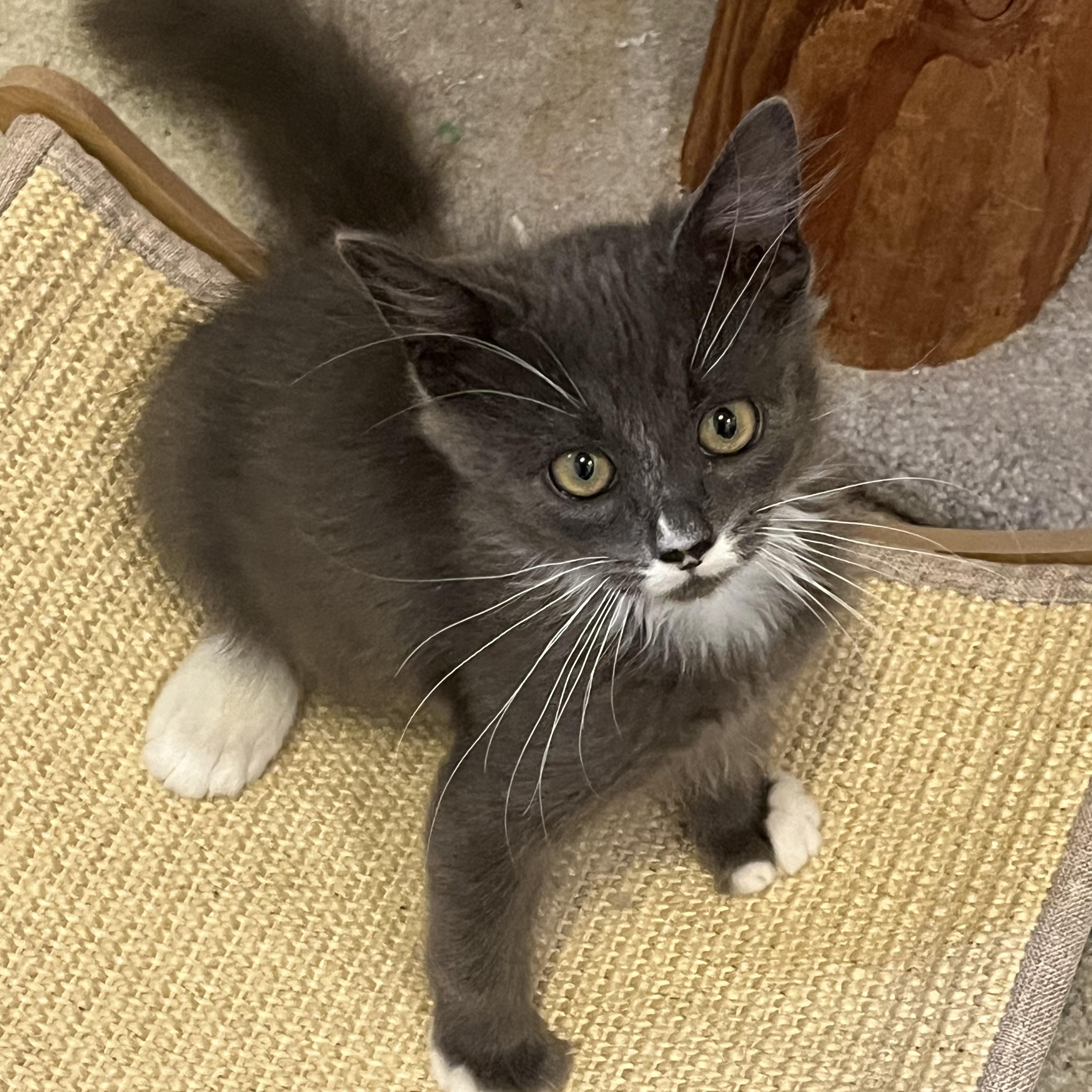 Polly, Adoptable, Kitten Female Domestic Short Hair.