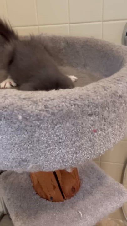 Enlarge Polly, a Adoptable mixed breed in North Hollywood, CA video 2/5