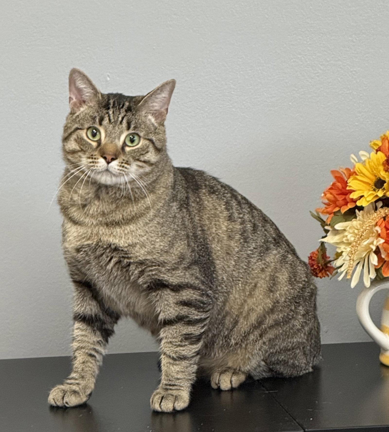 Bruce, a Adopted Domestic Short Hair in Tonawanda, NY image 2/3
